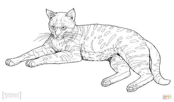 Бенгальский кот раскраска