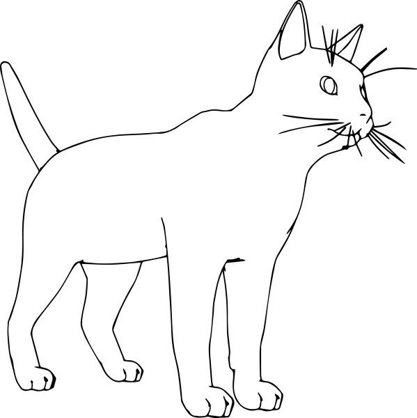 Раскраски котики реалистичные