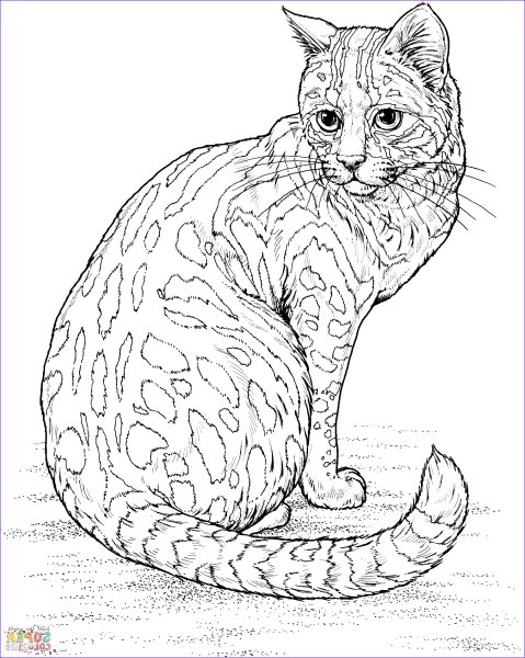 Раскраска. Котики