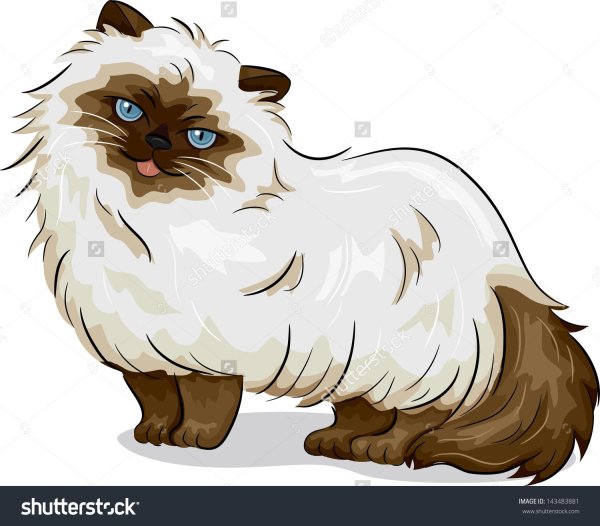 Гималайская кошка арт