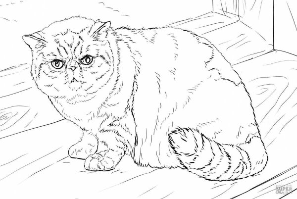 Раскраски гималайская кошка (46 фото)