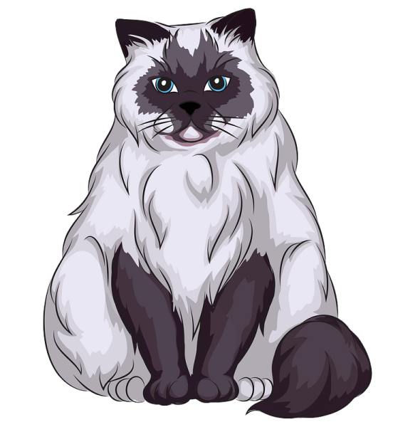 Гималайская кошка