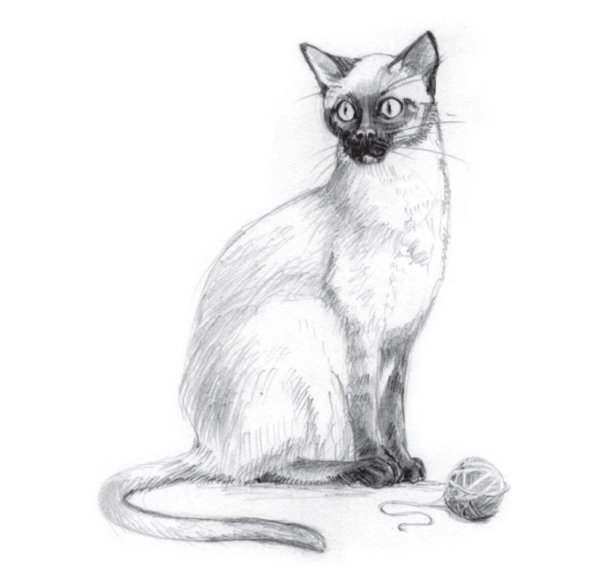 Сиамская кошка раскраска