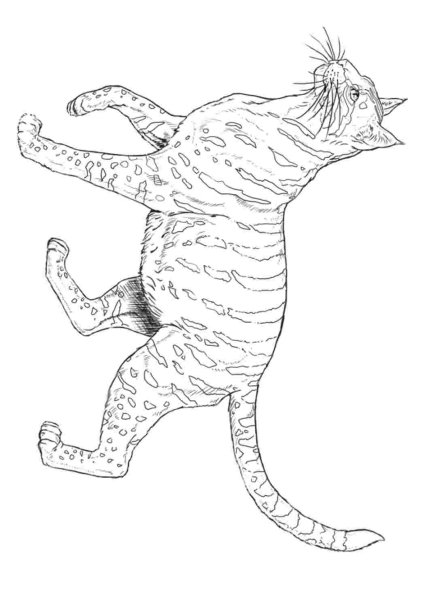 Тигровая раскраска кошки