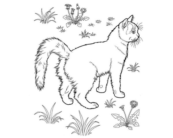 Кошки. Раскраска