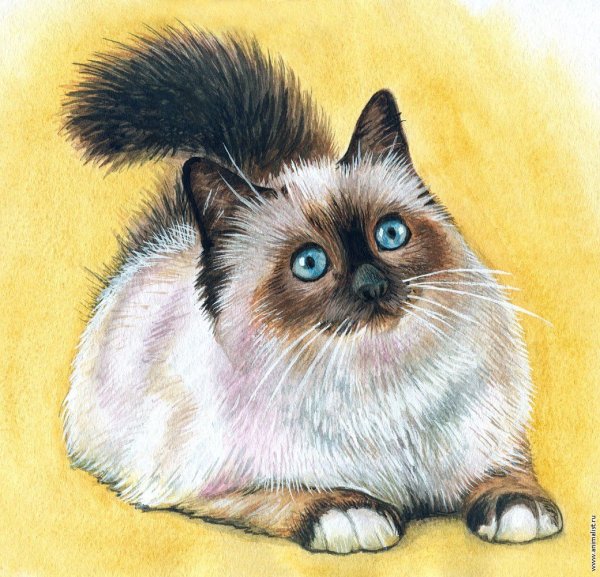Невская маскарадная кошка живопись