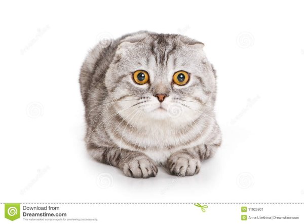 Шотландская вислоухая кошка