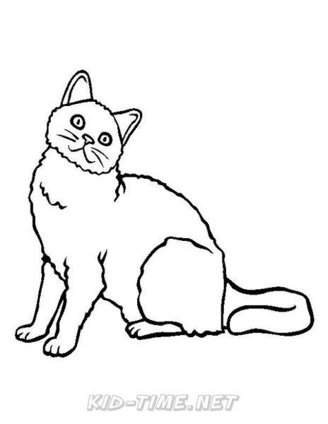 Раскраска Шотландская кошка
