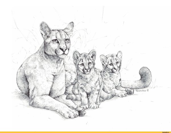 Рисунки карандашом диких кошек