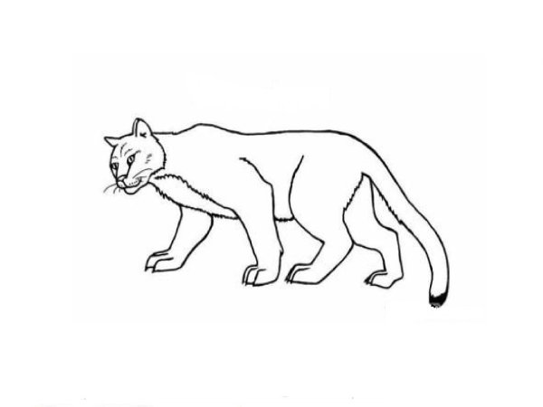 Раскраски кошка пума (46 фото)