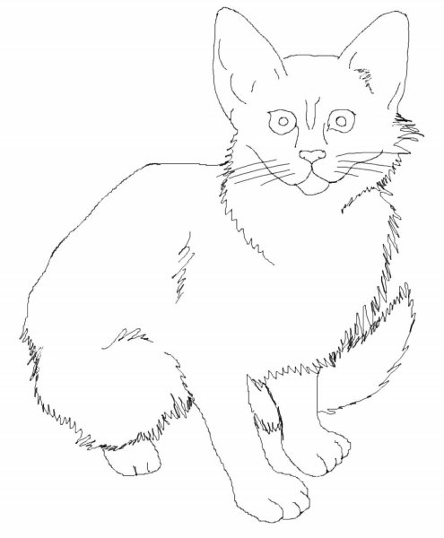 Кошка раскраска реалистичная