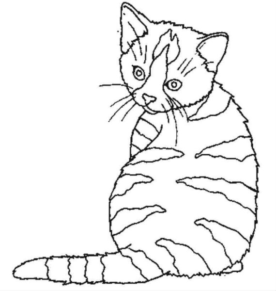 Раскраски кошка реалистичная (46 фото)
