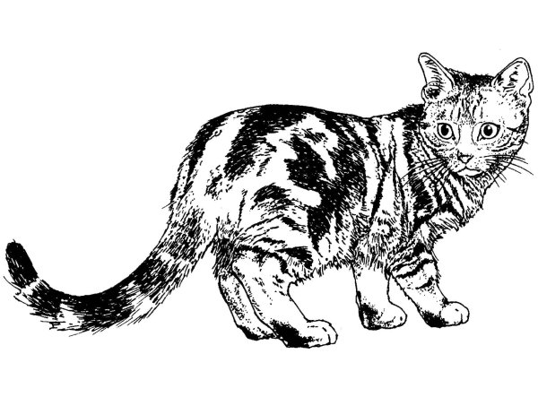 Раскраски кот чб (50 фото)