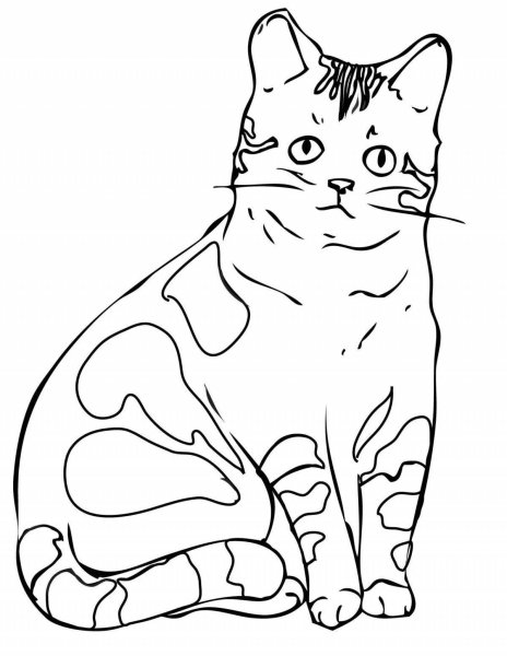 Разукрашка кошка