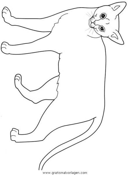 Сиамская кошка раскраска