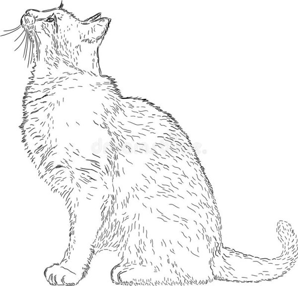 Рисунок сидящей кошки сбоку