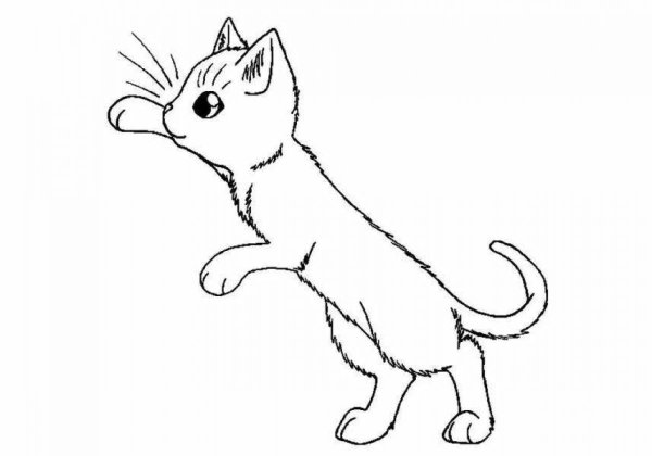 Раскраска домашняя кошка