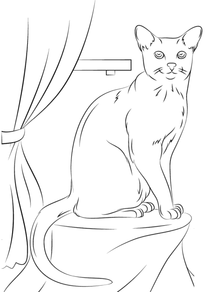 Раскраска домашняя кошка