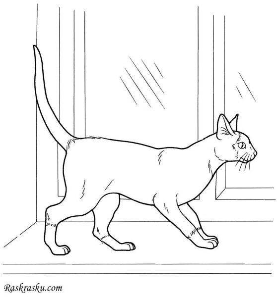 Котенок. Раскраска