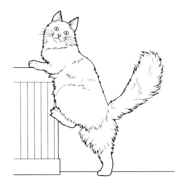 Кот Мейн кун