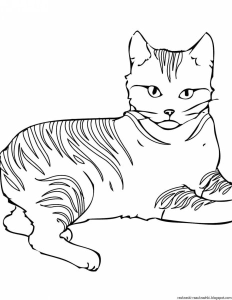 Раскраска. Котики