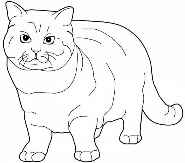 Раскраска кот британец