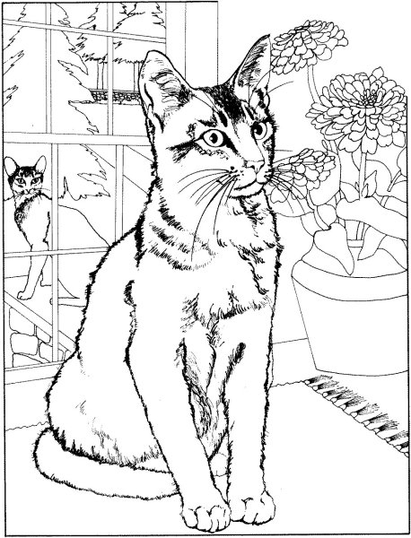 Раскраска. Котики