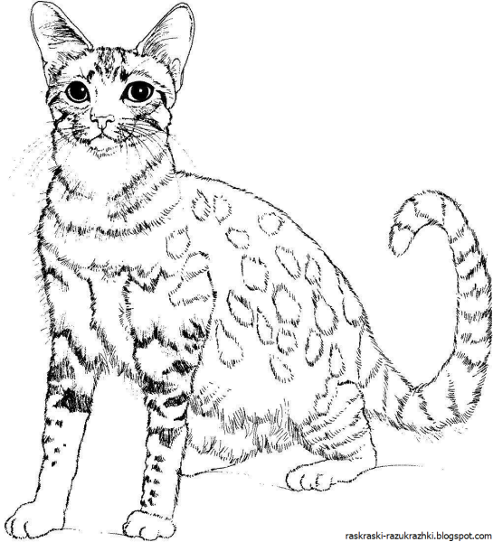 Супер котики раскраска