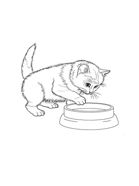 Раскраска. Котики