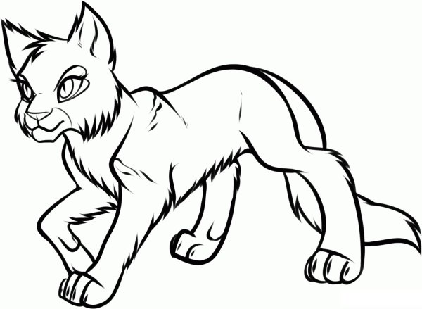 Коты Воители разукрашивать
