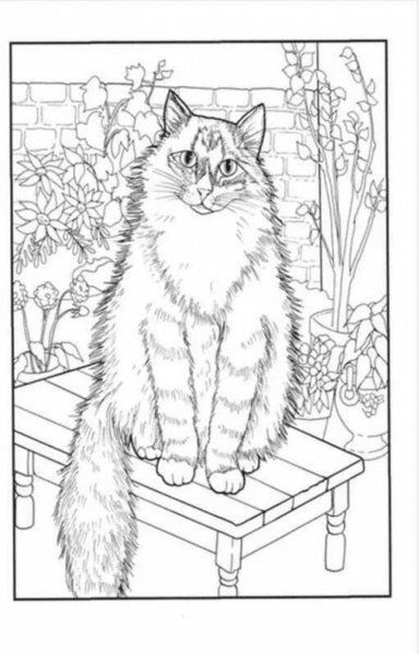 Кошки. Раскраска