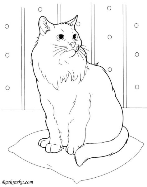 Раскраска. Котики