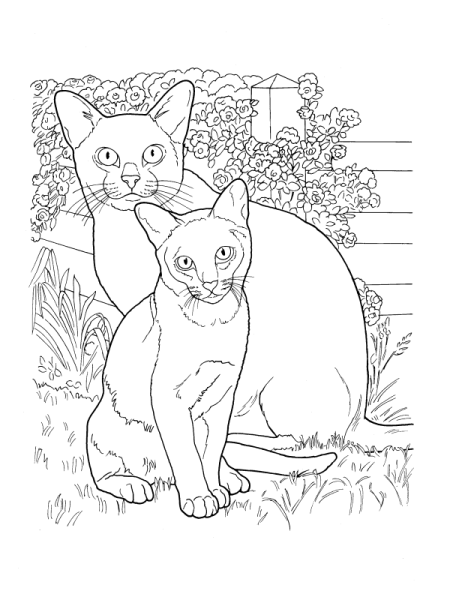 Котенок. Раскраска