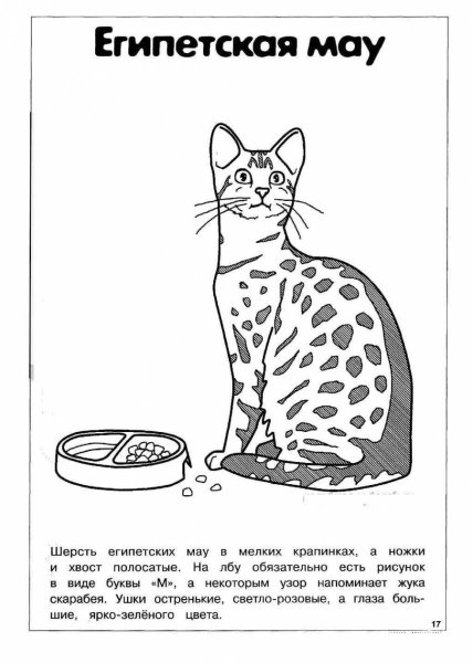 Коты Воители лайн семья