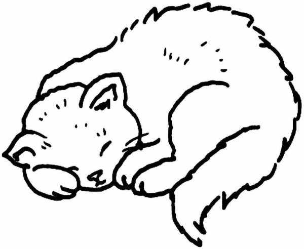 Раскраска спящий котенок