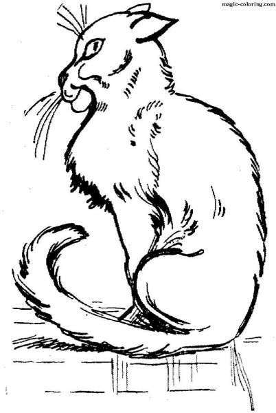 Кот-ворюга Паустовский раскраска