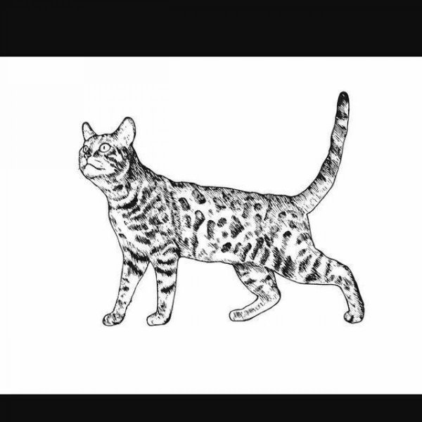 Бенгальский кот раскраска