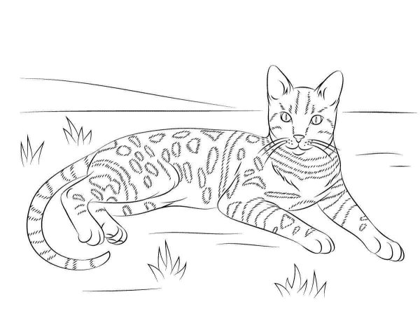 Бенгальский кот раскраска