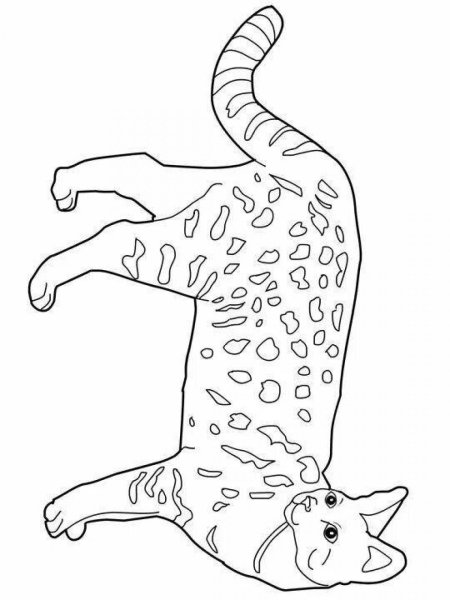 Раскраска Бенгальская кошка