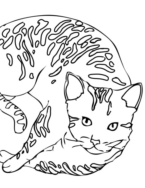 Раскраска бенгальский котенок