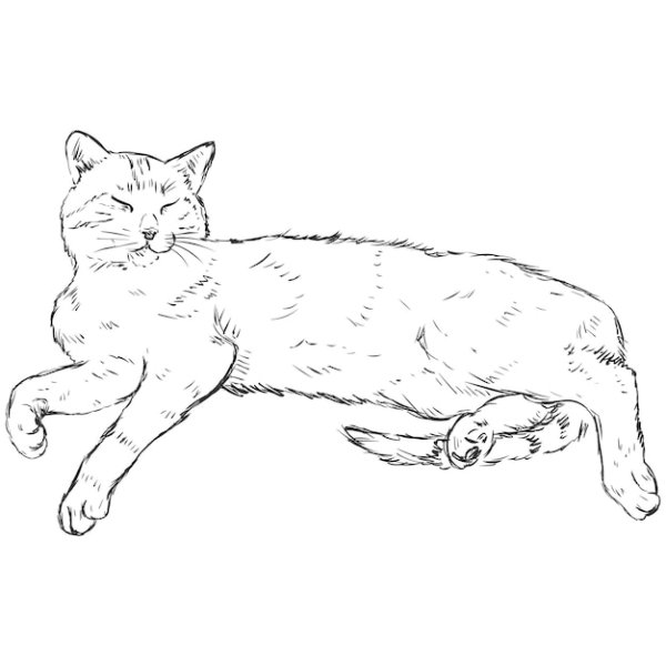 Рисование лежачей кошки