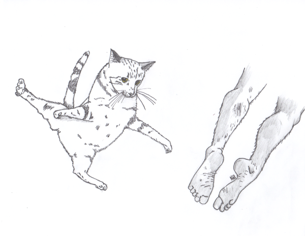 Кот прыжок для рисование