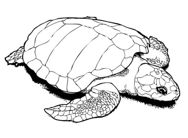 Раскраски морские обитатели черепаха (46 фото)