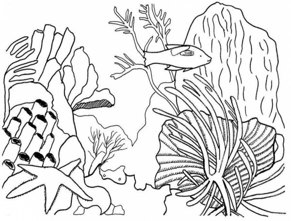 Раскраски водоросли морские (46 фото)