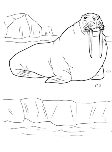 Морж раскраска