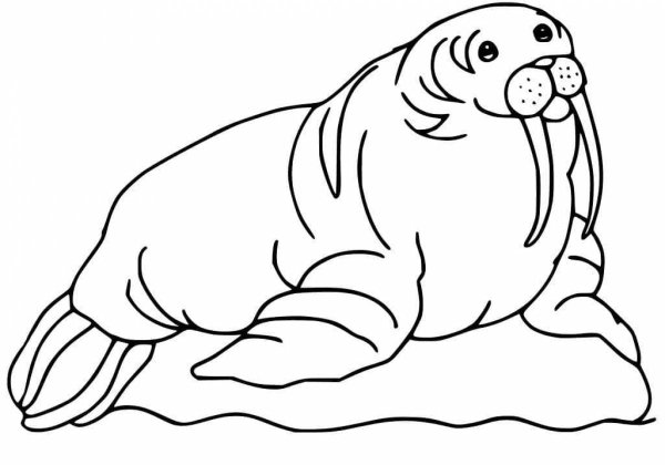 Раскраски морской морж (35 фото)