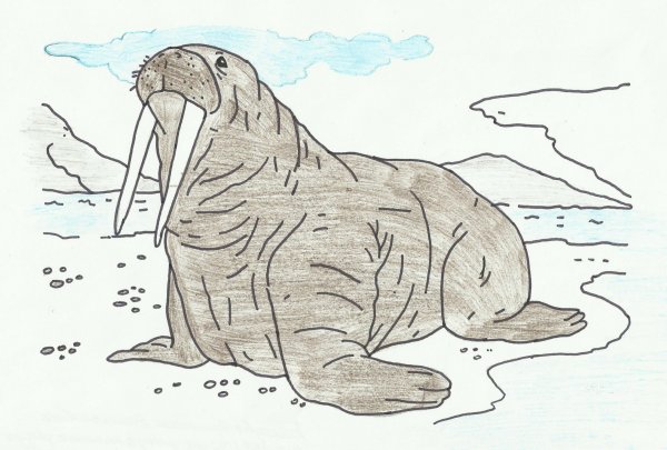 Атлантический морж красная книга