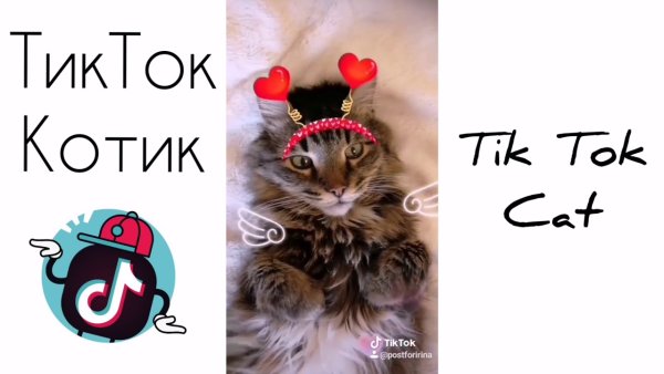 Котики из тик тока