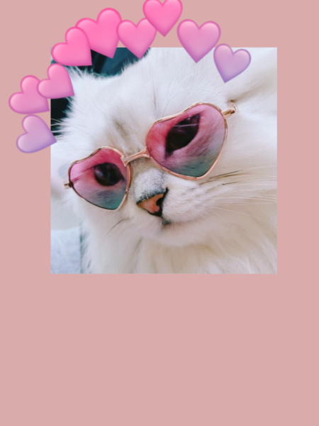 Кот в розовых очках
