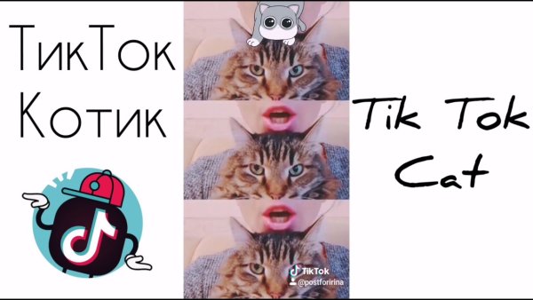Котики из тик тока